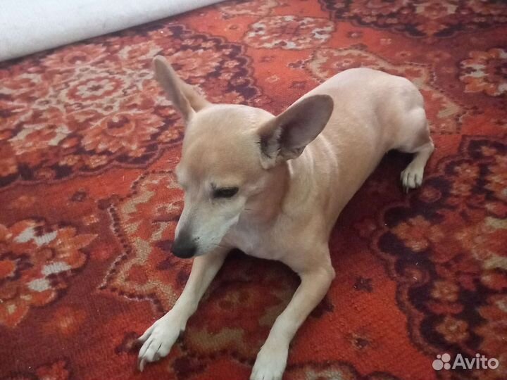 Собака для вязки