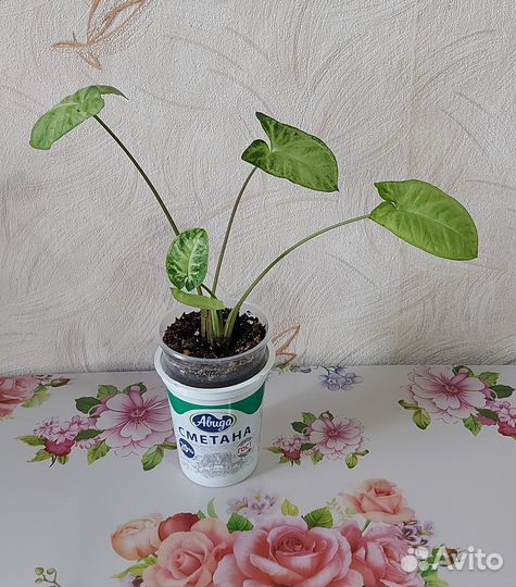 Сингониумы