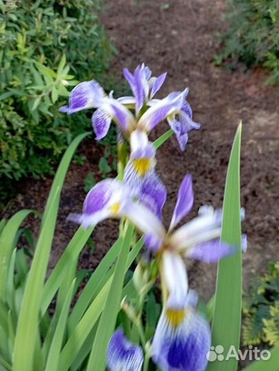 Ирис болотный, сибирский, германский