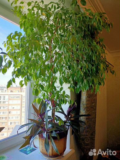 Фикус бенджамина большой цена за каждый