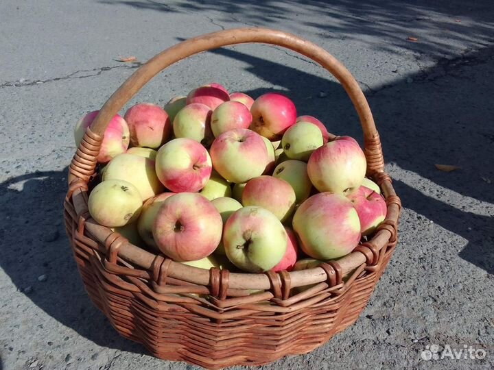 Яблоки садовые