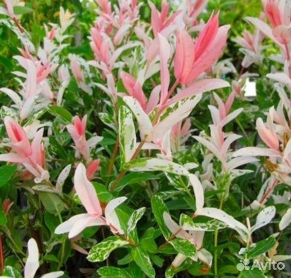 Ива Хакуро Нишики