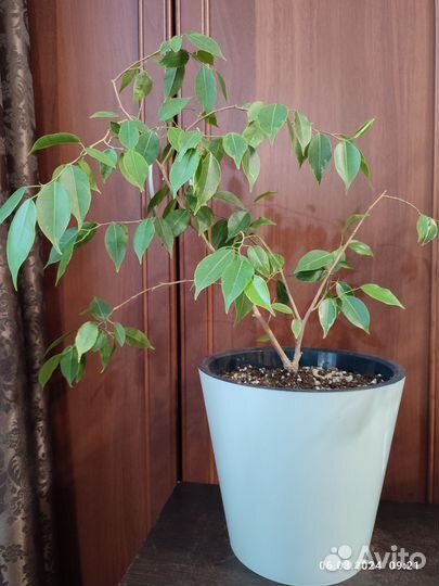 Комнатные цветы