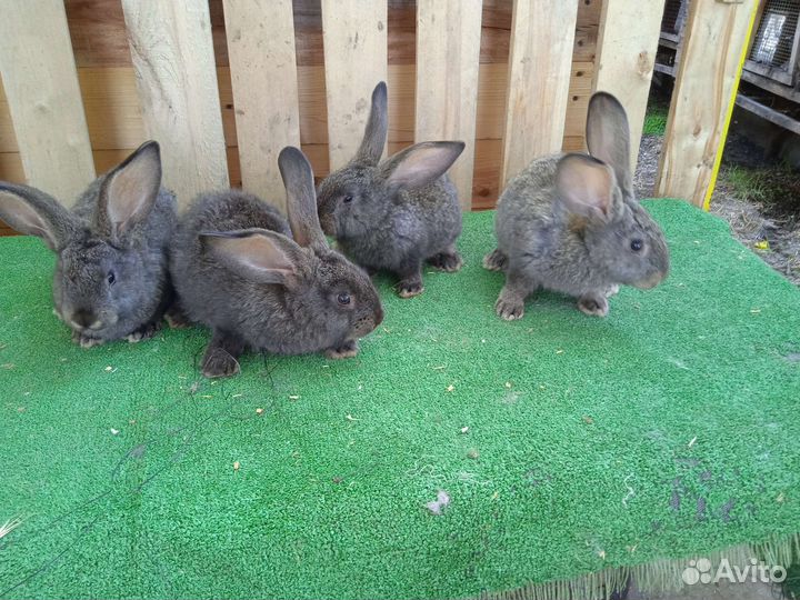 Кролики Великаны