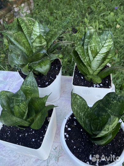 Сансевиерия ханни