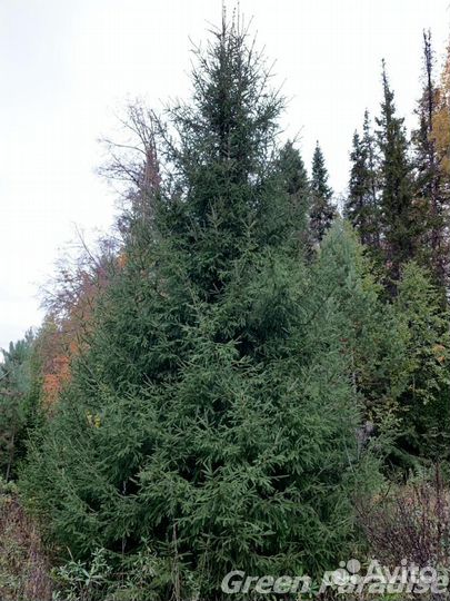 Ель обыкновенная