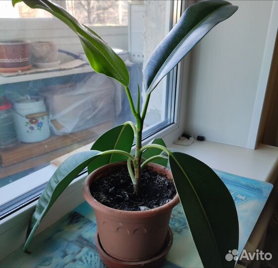 Фикус каучуконосный