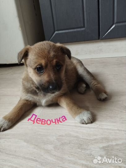 Собаки щенки немецкая овчарка бесплатно