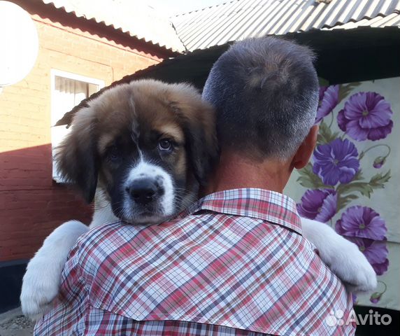 Собаки гуково. Потерялась собачка. Собака с щенками на улице. Маленький кобелек. Собаки гуково.