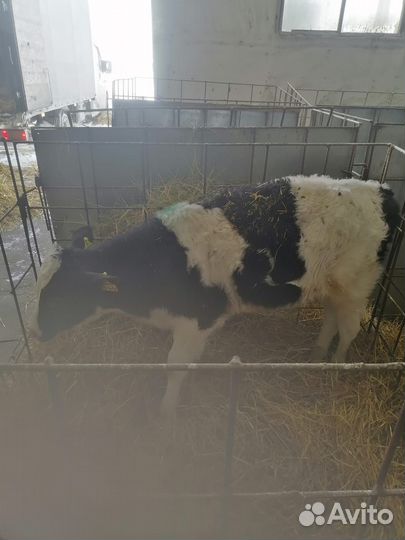 Телята бычки