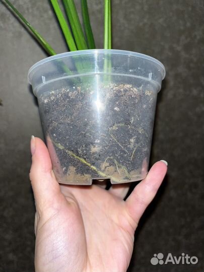 Спатифиллум