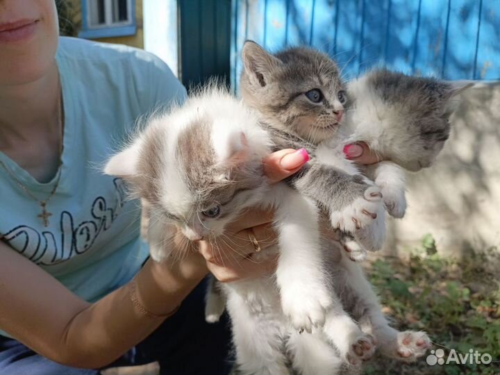 Котята в добрые руки