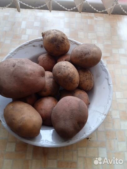 Продам домашний картофель на семена