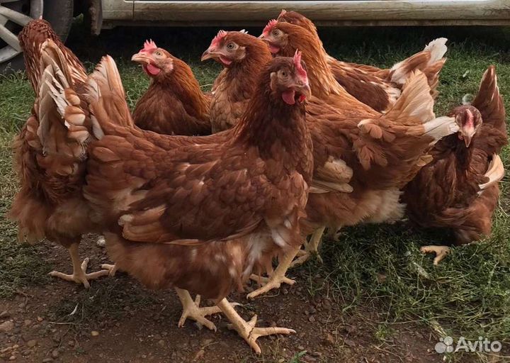 Продажа кур- молодок и кур несушек