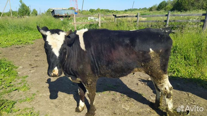 Тёлки телята,коровы