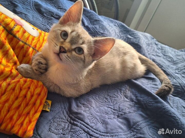 Случка кота