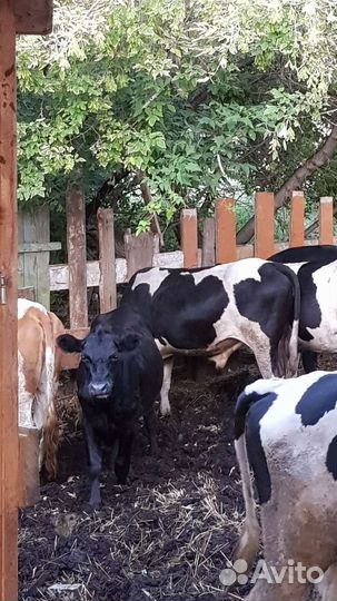 Телка 1.5 года