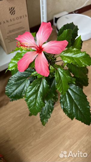 Гибискус пестролистный Купера