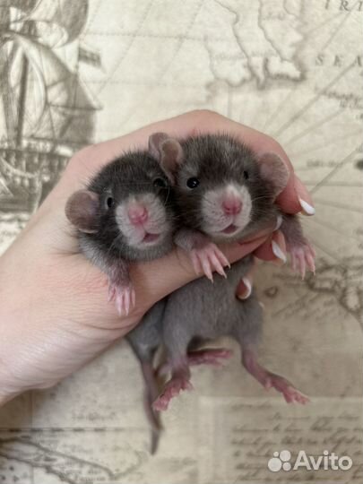 Ручные Крысята редкого окраса Devil