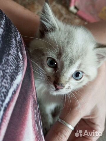 Тайский котëнок бесплатно объявление продам