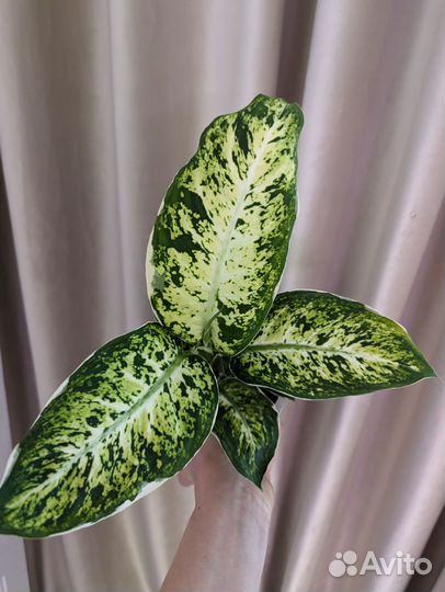 Диффенбахия Пассифик Рим