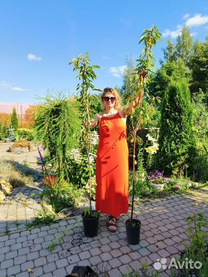 Черешня,вишня, черевишня,дюк