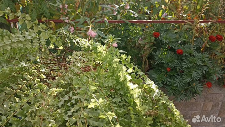 Папоротник кудрявый Нефролепис Кудрявый отросток