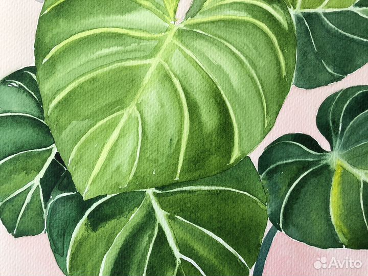 Картина комнатный цветок Филодендрон акварель