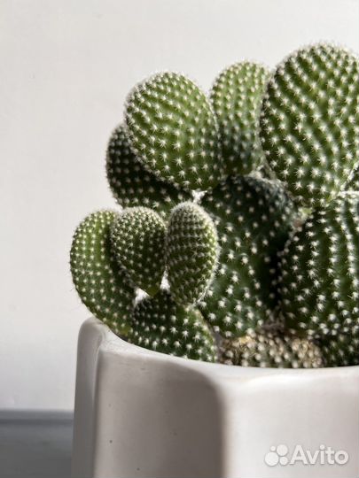 Кактус Опунция