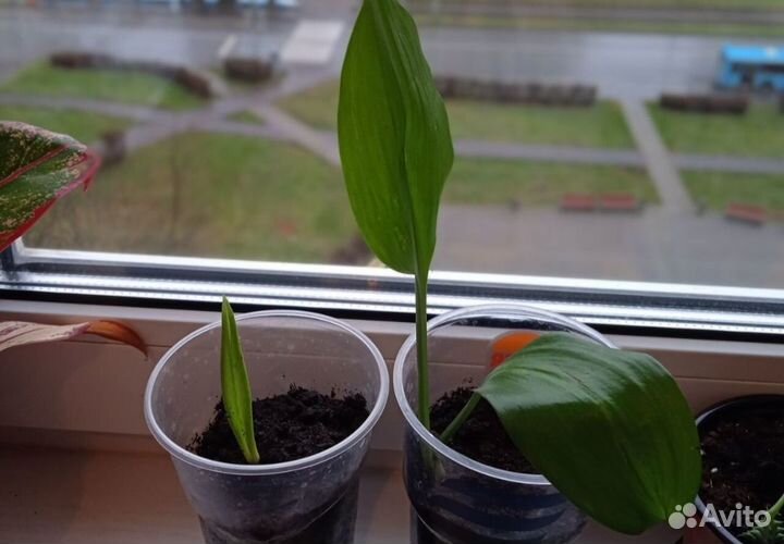 Эухарис амазонская лилия, луковицы