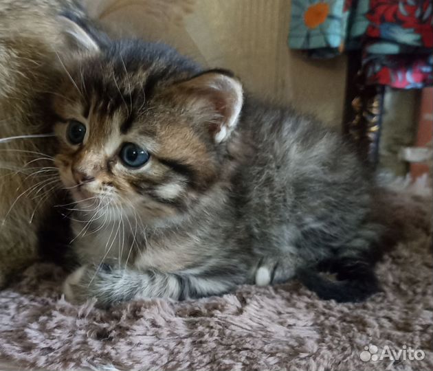 Котята метисы мама Мейн-кун