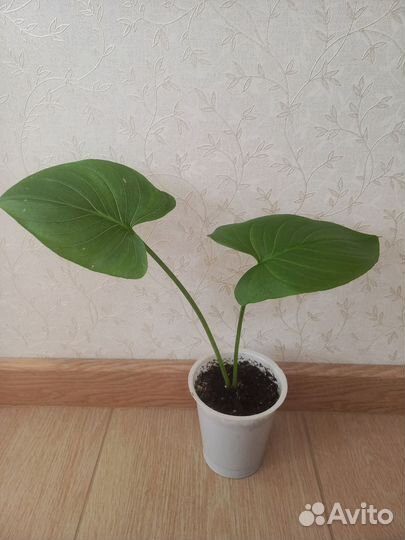 Калла белая