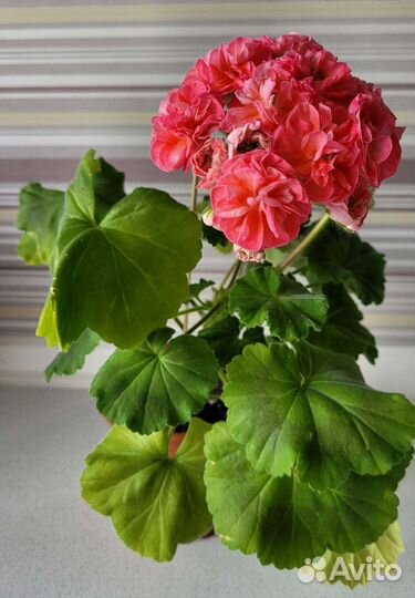 Пеларгония герань Ю Полонез