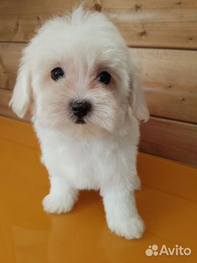 Щенки мальтипу f1