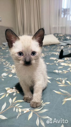 Тайские котята