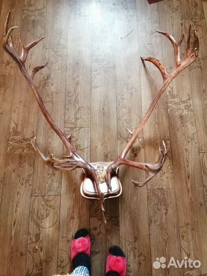 Продам рога оленя