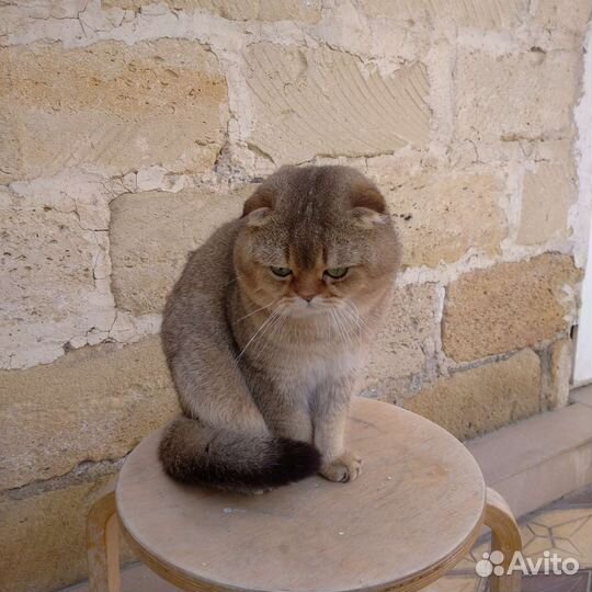 Кот на вязку