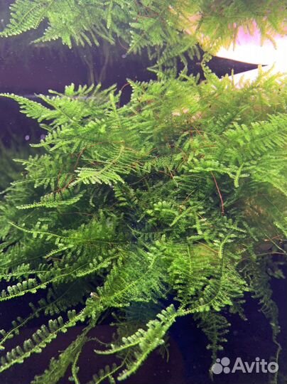 Аквариумные мхи