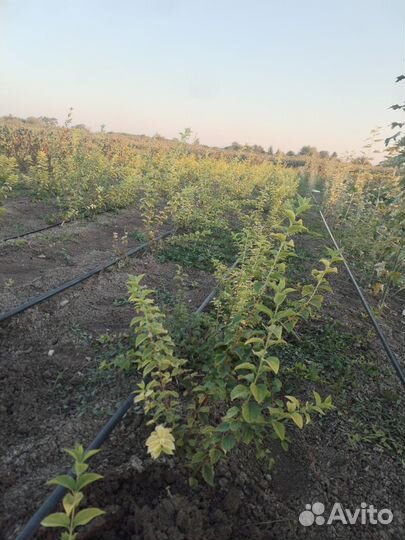 Жасмин Кустарник