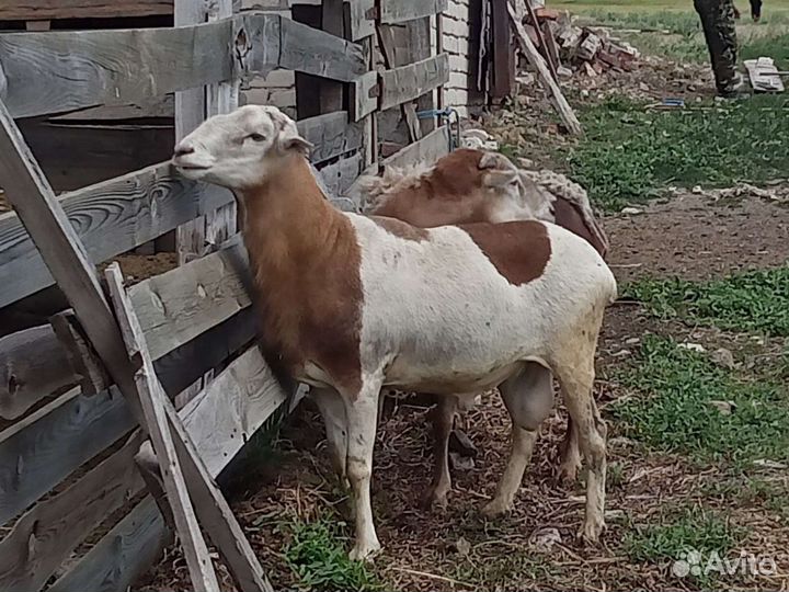 Бараны на племя Катумские