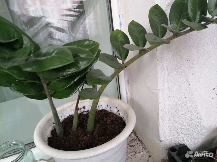 Замиокулькас