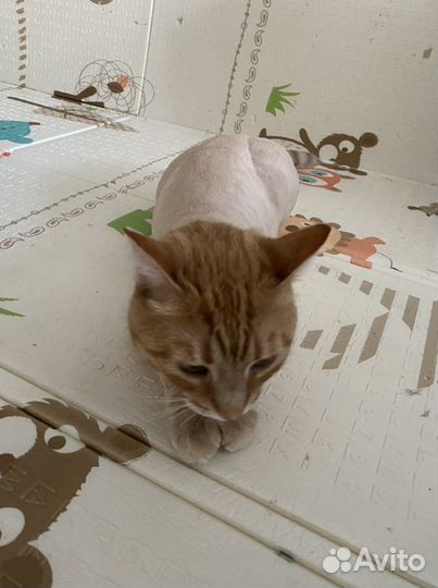 Выездной грумер