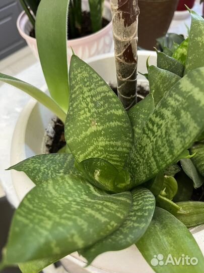 Сансевиерия