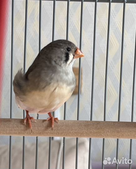 Зебровая амадина самка