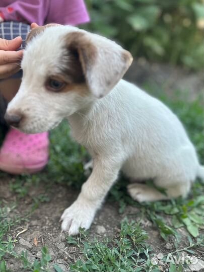Собака в добрые руки щенок