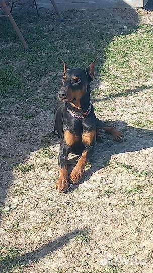 Доберман вязка