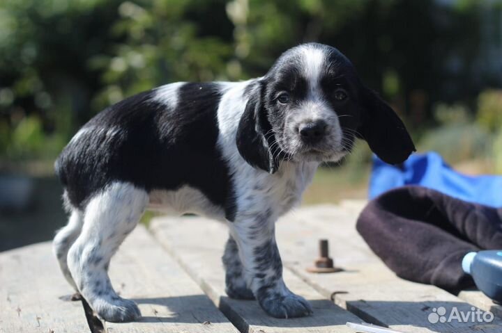 Щенки русского охотничьего спаниеля