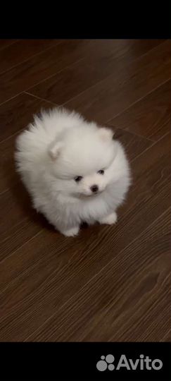 Померанский шпиц