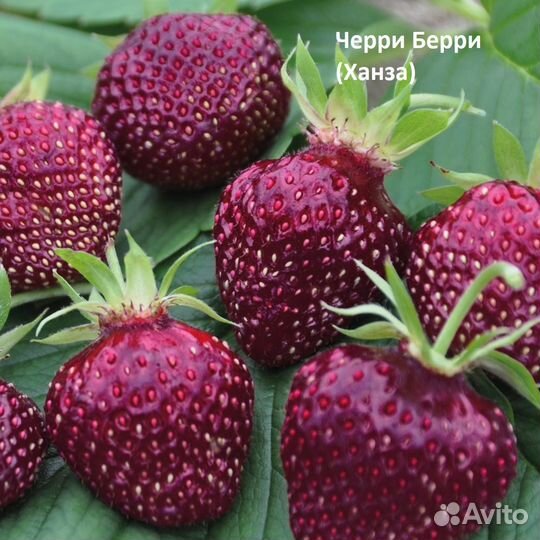 Саженцы рассада клубники земляники