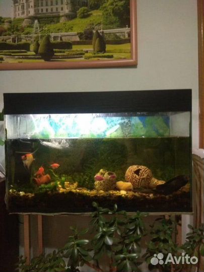 Аквариум